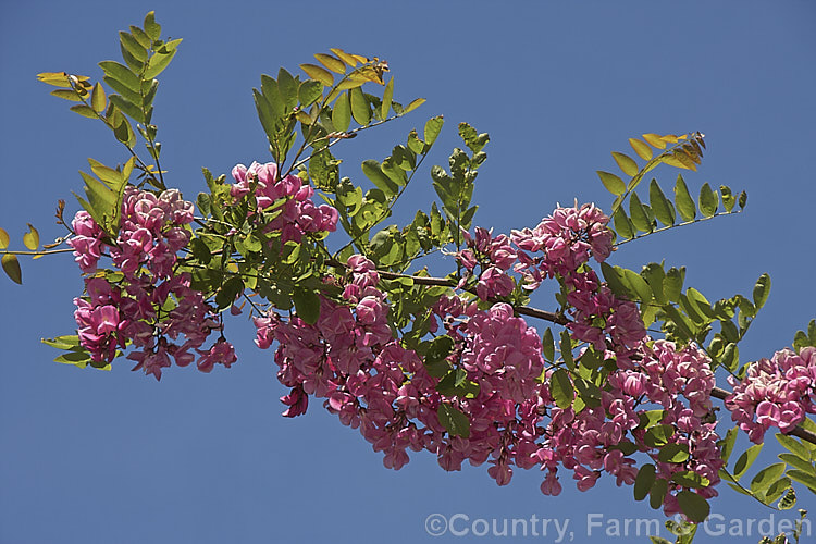 Robinia x slavinii 'Casque. Rouge', a deep pink-flowered hybrid between twoAmerican species: the shrubby Robinia kelseyi and the very tall Robinia pseudoacacia, resulting in a tree that is far more compact than R pseudoacacia with the deep pink flowers of R kelseyi. robinia-2218htm'>Robinia.