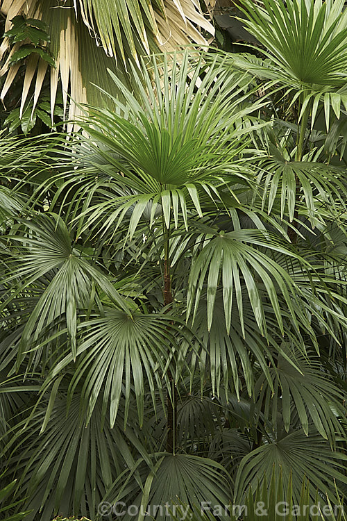 Lady Palm or Bamboo. Palm (<i>Rhapis excelsa</i>), a clump-forming feather palm native to southern China. It is slow-growing and widely cultivated as a tub plant