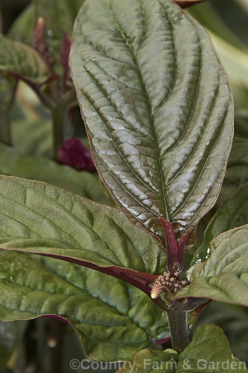 The foliage and developing flower buds of Trichostigma peruvianum, an erect or scrambling 1-2m tall shrub native to the low. Andes of Peru. It has distinctive velvety leaves with purplish undersides and produces racemes of tiny white flowers. trichostigma-3367htm'>Trichostigma. <a href='phytolaccaceae-plant-family-photoshtml'>Phytolaccaceae</a>.