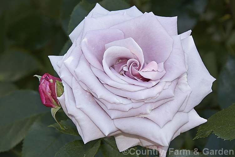 Rosa 'Moody Blues' ('Sexy Rexy' x 'Blue Nile'), a Cluster-flowered (<i>Floribunda</i>) bush rose raised by McGredy of New Zealand and introduced in 1991. Order: Rosales, Family: Rosaceae