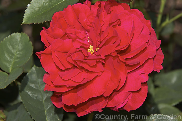 Rosa 'LD Braithwaite' ('Mary Rose' x 'The Squire'), an English shrub rose raised by David Austin of England in 1988. It can grow to 18m high and wide and the flowers are fragrant. It is registered under the name. Leonard. Dudley. Braithwaite. Order: Rosales, Family: Rosaceae