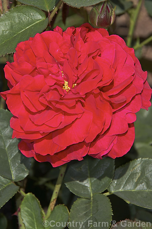 Rosa 'LD Braithwaite' ('Mary Rose' x 'The Squire'), an English shrub rose raised by David Austin of England in 1988. It can grow to 18m high and wide and the flowers are fragrant. It is registered under the name. Leonard. Dudley. Braithwaite. Order: Rosales, Family: Rosaceae