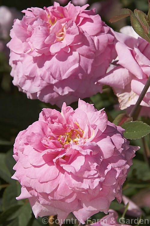 Rosa 'Mayflower' (seedling x seedling</i>), a 12m tall, fragrant, largely once-flowering. English rose raised by David Austin of England in 2001. It is also known as 'The Mayflower'. Order: Rosales, Family: Rosaceae