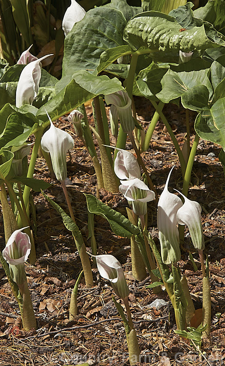 Arisaema candidissimum, a late spring- to early summer-flowering, tuberous-rooted, arum family perennial from western China. It produces one large trifoliate leaf per flower stem but can form a large clump once established. Order: Alismatales, Family: Araceae