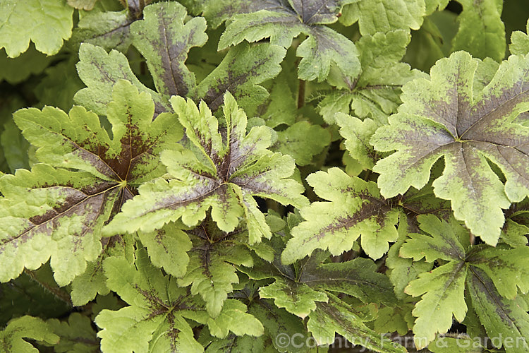 Tiarella 'Iron. Butterfly', a Foam. Flower cultivar that is mainly grown for its boldly marked foliage. The flower spikes are also attractive but they don't last that long. The foliage develops bronze tones in winter 'Iron. Butterfly' was introduced by Terra. Nova and patented in 2002. Order: Saxifragales, Family: Saxifragaceae