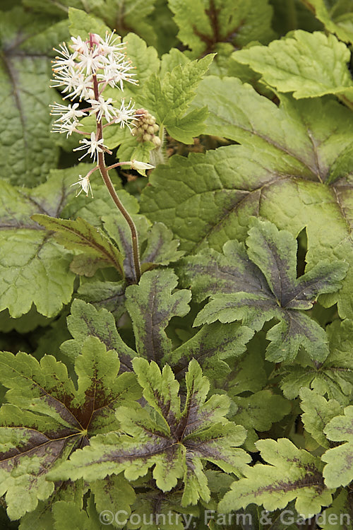 Tiarella 'Iron. Butterfly', a Foam. Flower cultivar that is mainly grown for its boldly marked foliage. The flower spikes are also attractive but they don't last that long. The foliage develops bronze tones in winter 'Iron. Butterfly' was introduced by Terra. Nova and patented in 2002. Order: Saxifragales, Family: Saxifragaceae