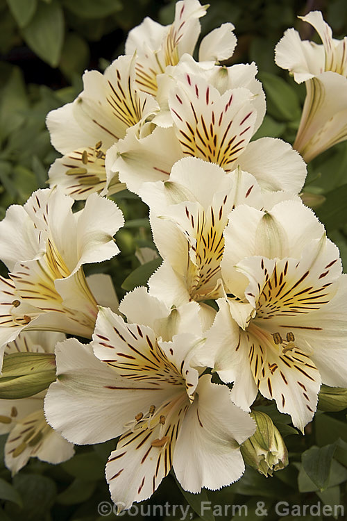 Alstroemeria 'Princess Camilla', one of the Princess Lily series of dwarf alstroemeria hybrids, a range of compact, heavy flowering perennials. alstroemeria-2321htm'>Alstroemeria.