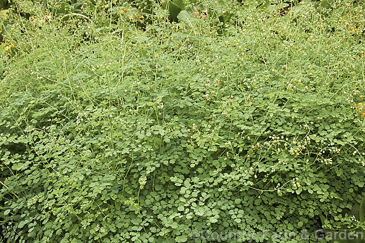Western Meadow Rue (<i>Thalictrum occidentale</i>), a late spring- to early summer-flowering perennial found in western North America. Although its tiny flowers are interesting they are scarcely showy, and the plant is grown mainly for its maidenhair fern-like foliage and mounding growth habit. thalictrum-2040htm'>Thalictrum.