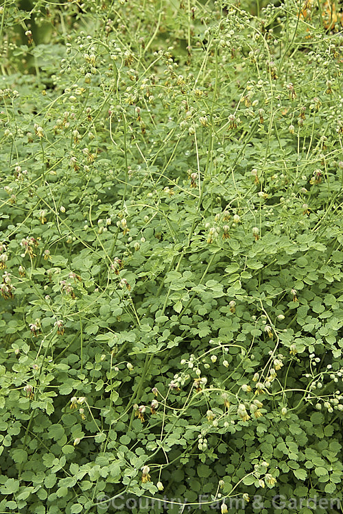 Western Meadow Rue (<i>Thalictrum occidentale</i>), a late spring- to early summer-flowering perennial found in western North America. Although its tiny flowers are interesting they are scarcely showy, and the plant is grown mainly for its maidenhair fern-like foliage and mounding growth habit. thalictrum-2040htm'>Thalictrum.