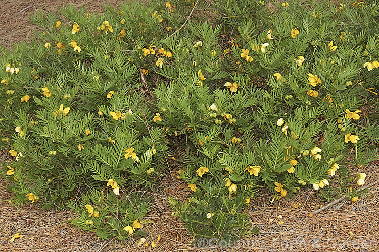 Senna aciphylla (syn. Cassia aciphylla</i>), a densely foliaged though wiry-stemmed 05-15m high evergreen shrub native to eastern Australia. senna-3304htm'>Senna.