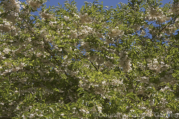 Japanese Snowbell or Japanese Styrax (<i>Styrax japonicum</i>), a late spring- to early summer-flowering deciduous tree or large shrub native to Japan and nearby parts of China. This is the large-leaved, tree-like cultivar 'Fargesii'. Order: Ericales, Family: Styracaceae
