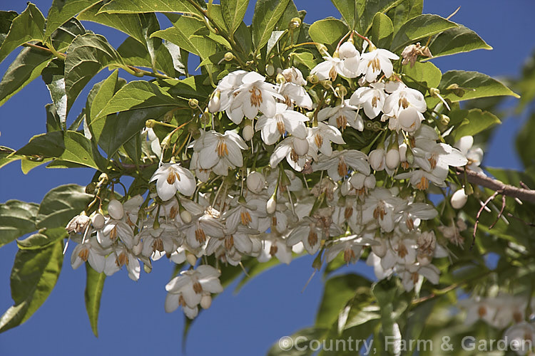 Japanese Snowbell or Japanese Styrax (<i>Styrax japonicum</i>), a late spring- to early summer-flowering deciduous tree or large shrub native to Japan and nearby parts of China. This is the large-leaved, tree-like cultivar 'Fargesii' Order: Ericales, Family: Styracaceae