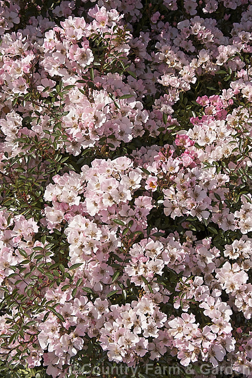 Rosa 'Nozomi' ('Fairy Princess' x 'Sweet Fairy'), a scrambling or climbing. Miniature rose raised in 1968 by Onodera of Japan. It can grow to as much as 15m high and wide, and blooms once with mildly scented flowers. Order: Rosales, Family: Rosaceae