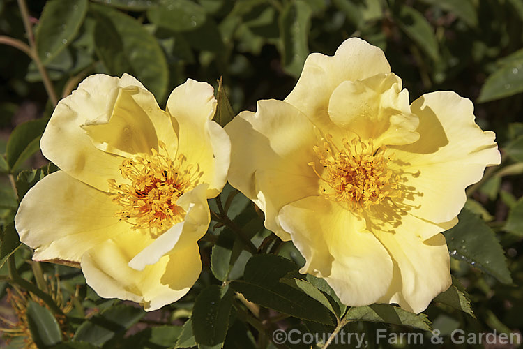 Rosa 'Golden Wings' ('Soeur. Therese x [Rosa spinosissima 'Atlaica' x 'Ormiston. Roy'), a fragrant. Shrub rose raised by Shepherd of the United States in 1956. Order: Rosales, Family: Rosaceae