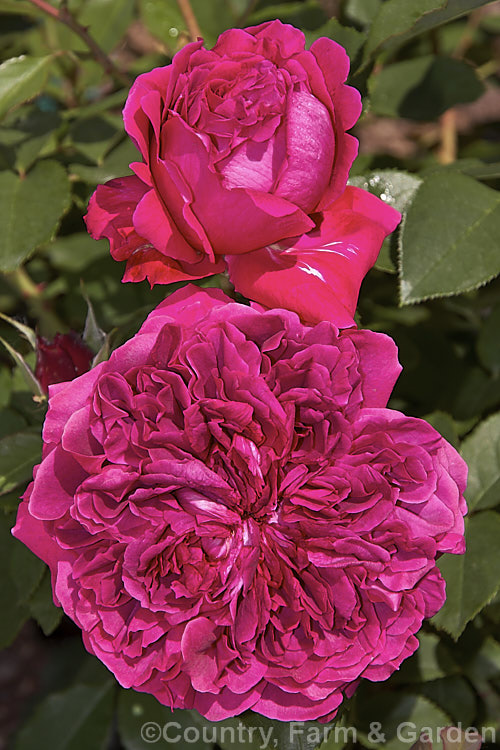 Rosa 'William. Shakespeare 2000' (seedling x AUSbloom</i>), an English Shrub Rose introduced by David Austin in 2000. It grows to around 12m tall and has large, fragrant, fully double flowers in the old-style cabbage form. It should not be confused with 'William. Shakespeare', also an Austin rose but introduced in 1987. Order: Rosales, Family: Rosaceae
