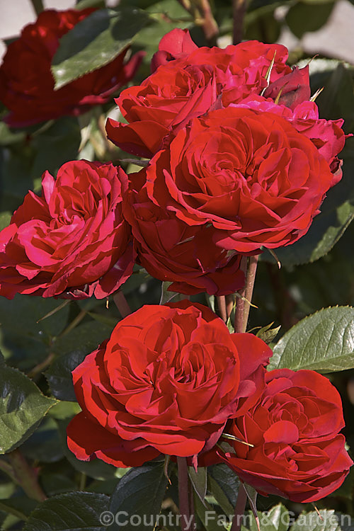 Rosa 'Lest. We. Forget' ('Sexy Rexy' x 'Precious. Platinum'), a Cluster-flowered (<i>Floribunda</i>) shrub rose raised by Matthews of New Zealand and released in 2003. Order: Rosales, Family: Rosaceae