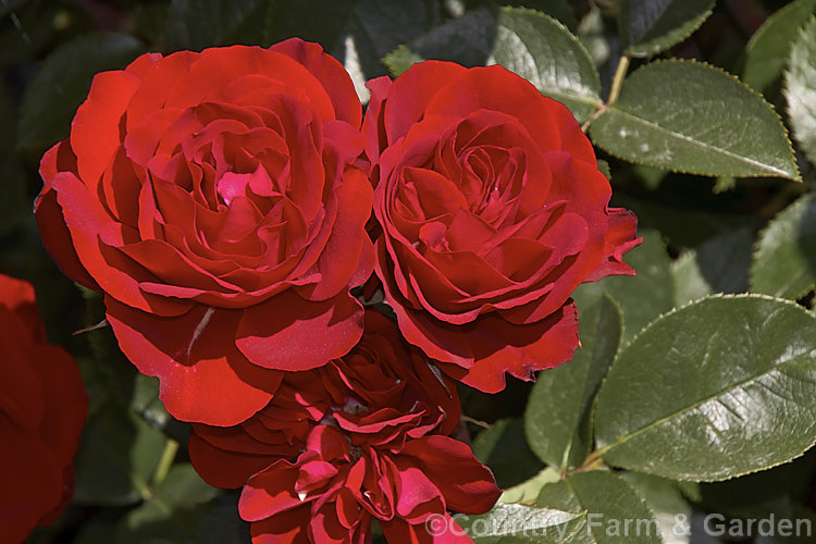 Rosa 'Lest. We. Forget' ('Sexy Rexy' x 'Precious. Platinum'), a Cluster-flowered (<i>Floribunda</i>) shrub rose raised by Matthews of New Zealand and released in 2003. Order: Rosales, Family: Rosaceae