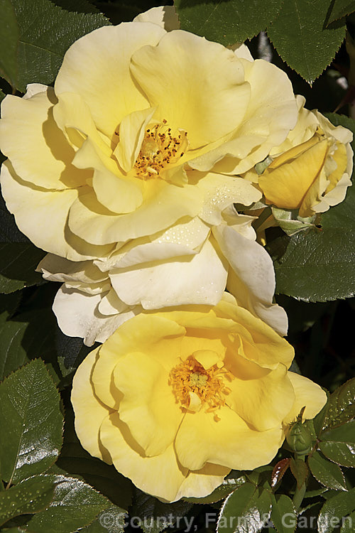 Rosa 'Serendipity', a compact, fragrant, Cluster-flowered (<i>Floribunda</i>) shrub rose raised by Harkness of England in 1997. The flowers weather well for a yellow rose. Order: Rosales, Family: Rosaceae