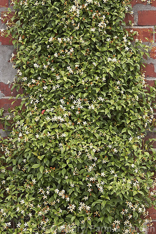 Trachelospermum asiaticum, a summer-flowering evergreen climber native to Japan and Korea. It is smaller than the more commonly grown. Trachelospermum jasminoides and has finely downy red-tinted stems with faintly scented, cream to very pale yellow flowers. trachelospermum-3362htm'>Trachelospermum. Order: Gentianales, Family: Apocynaceae