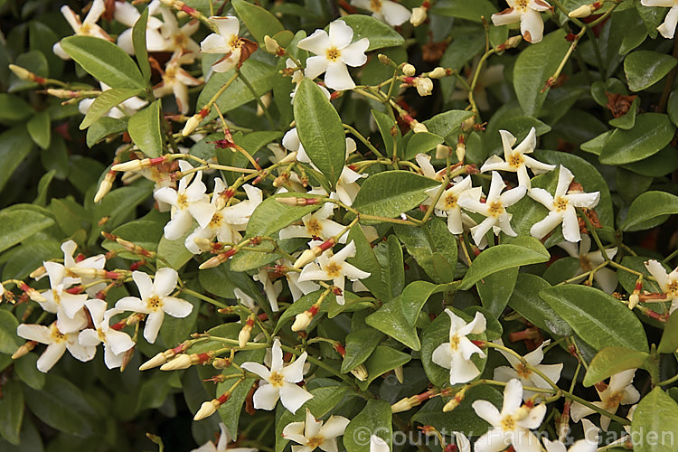Trachelospermum asiaticum, a summer-flowering evergreen climber native to Japan and Korea. It is smaller than the more commonly grown. Trachelospermum jasminoides and has finely downy red-tinted stems with faintly scented, cream to very pale yellow flowers. trachelospermum-3362htm'>Trachelospermum. Order: Gentianales, Family: Apocynaceae