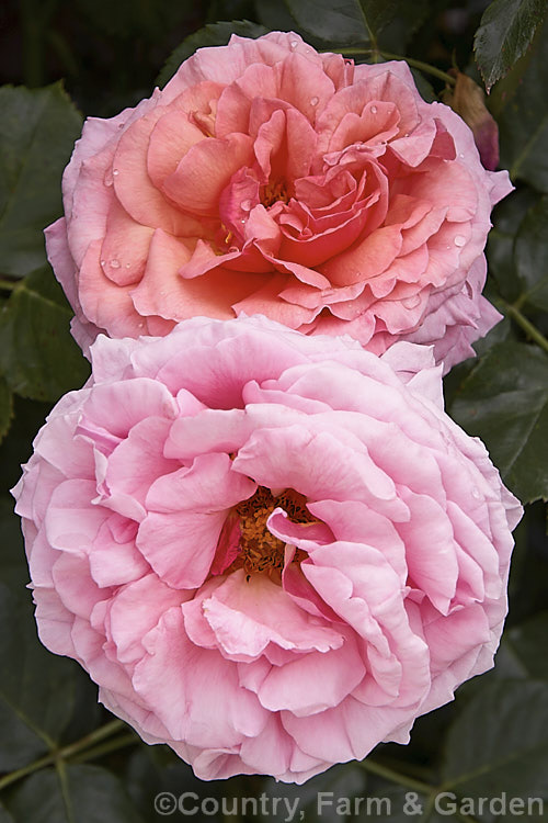 Rosa 'Aloha' ('Mercedes Gallart' x 'New Dawn'), a Climber rose raised by Boerner of the United States in 1949. It is fragrant and grows to at least 25m tall Order: Rosales, Family: Rosaceae