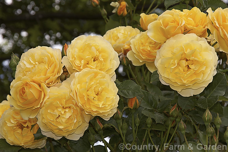 Rosa 'Graham. Thomas', (seedling x ['Charles Austin' x 'Iceberg' seedling]), a very fragrant. English rose raised by David Austin of England and introduced in 1983. Order: Rosales, Family: Rosaceae