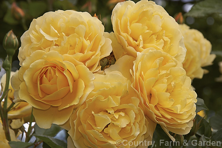 Rosa 'Graham. Thomas', (seedling x ['Charles Austin' x 'Iceberg' seedling]), a very fragrant. English rose raised by David Austin of England and introduced in 1983. Order: Rosales, Family: Rosaceae