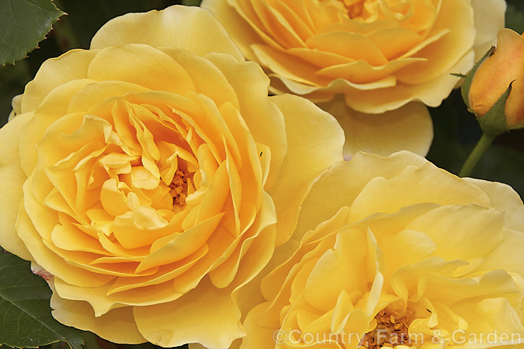 Rosa 'Graham. Thomas', (seedling x ['Charles Austin' x 'Iceberg' seedling]), a very fragrant. English rose raised by David Austin of England and introduced in 1983. Order: Rosales, Family: Rosaceae