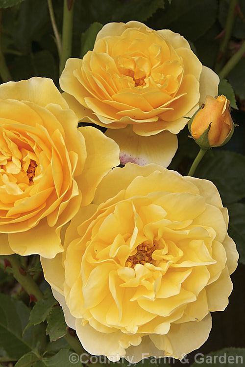 Rosa 'Graham. Thomas', (seedling x ['Charles Austin' x 'Iceberg' seedling]), a very fragrant. English rose raised by David Austin of England and introduced in 1983. Order: Rosales, Family: Rosaceae