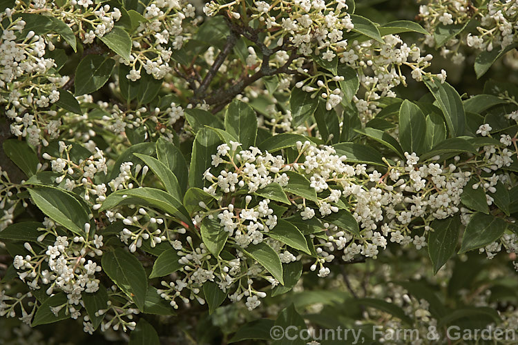 Viburnum erubescens, a deciduous or semi-evergreen, late spring- to early summer-flowering shrub found in the Himalayan region from western China to northern Burma. The panicles of fragrant flowers are followed by red berries that blacken when ripe. viburnum-2081htm'>Viburnum.. viburnum-2081htm'>Viburnum. <a href='adoxaceae-plant-family-photoshtml'>Adoxaceae</a>.