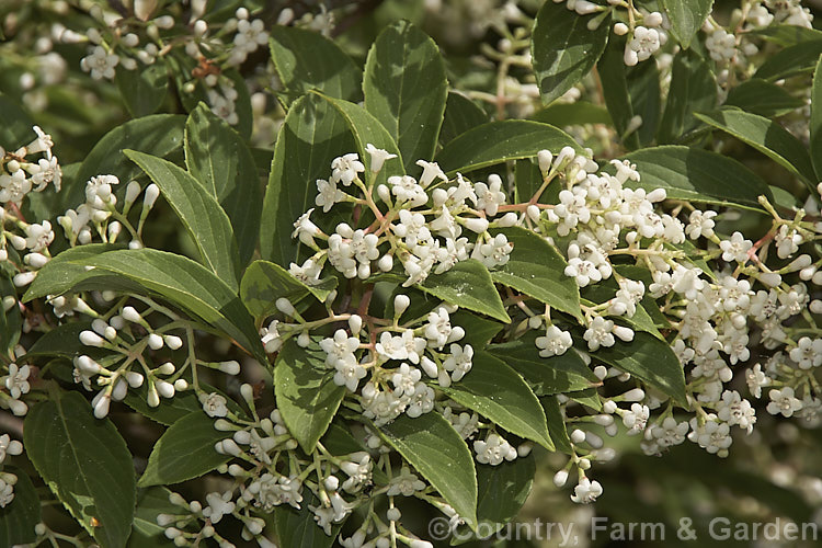 Viburnum erubescens, a deciduous or semi-evergreen, late spring- to early summer-flowering shrub found in the Himalayan region from western China to northern Burma. The panicles of fragrant flowers are followed by red berries that blacken when ripe. viburnum-2081htm'>Viburnum.. viburnum-2081htm'>Viburnum. <a href='adoxaceae-plant-family-photoshtml'>Adoxaceae</a>.