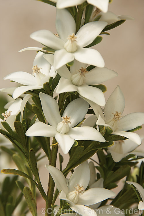 Crowea exalata 'White Star', a white-flowered cultivar of a normally pink-flowered, evergreen 60 x 100cm tall, spring- to summer-blooming shrub native to southeastern Australia. These neat compact bushes are seldom without bloom and are excellent garden plants. crowea-2833htm'>Crowea.