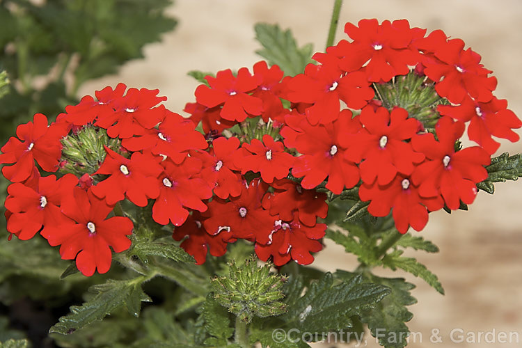 Verbena 'Superbena. Ruby Red', one of a range of Japanese-raised verbena hybrids. They are short-lived perennials in mild climates but are of treated as annuals. They are low, spreading plants but often mound up at the centre. verbena-2396htm'>Verbena. .