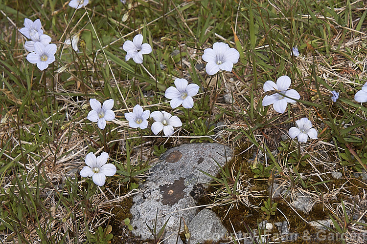 Maori. Bluebell or Pygmy Bluebell (<i>Wahlenbergia pygmaea</i>), a small, tufted, clump-forming perennial found in New Zealand alpine and subalpine grasslands and herb fields from the central North Island southwards. wahlenbergia-2930htm'>Wahlenbergia. <a href='campanulaceae-plant-family-photoshtml'>Campanulaceae</a>.