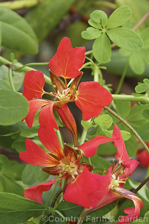 Flame. Nasturtium or Scottish. Flame. Flower (<i>Tropaeolum speciosum</i>), a vivid summer-flowering rhizomatous perennial climber native to Chile. It often naturalises in cool, moist conditions. tropaeolum-3375htm'>Tropaeolum. <a href='tropaeolaceae-plant-family-photoshtml'>Tropaeolaceae</a>.