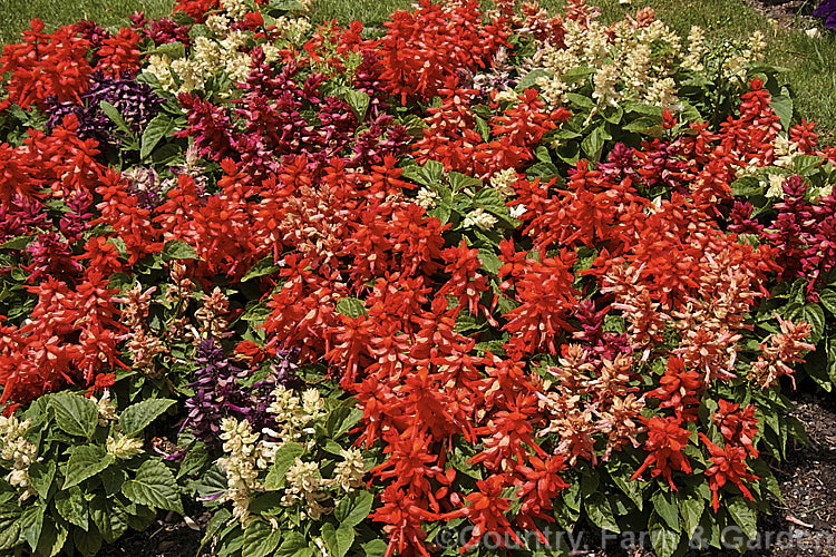 Scarlet Sage (<i>Salvia splendens</i>), a widely cultivated Brazilian annual or short-lived perennial with vivid orange-red to scarlet flowers. The species grows to around 1m tall but there are many smaller cultivars in a range of colours. This is 'Salsa. Mixed', which is long-flowering and around 30cm tall in bloom. Order: Lamiales, Family: Lamiaceae