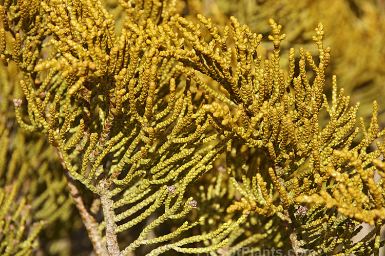 <i>Veronica ochracea</i> (syn. <i>Hebe ochracea</i>), an evergreen shrub native to the high-country areas of western Nelson in New Zealand's South Island It grows to around 50cm high x 1m wide and has very distinctive golden scaly leaves that are held tightly to the stems. This braided form of foliage among the hebes is known as 'whipcord'. Small white flowers appear in summer. Order: Lamiales, Family: Plantaginaceae