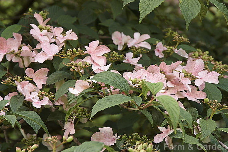 Viburnum plicatum 'Pink Beauty', a cultivar of a common. Chinese and Japanese spring-flowering deciduous shrub 'Pink Beauty' has relatively small leaves and conspicuous sterile flowers with white bracts that age to bright pink. viburnum-2081htm'>Viburnum.. viburnum-2081htm'>Viburnum. <a href='adoxaceae-plant-family-photoshtml'>Adoxaceae</a>.