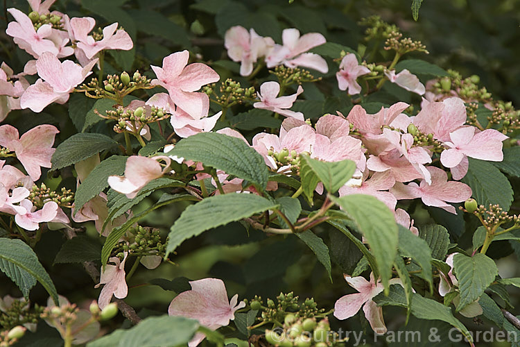 Viburnum plicatum 'Pink Beauty', a cultivar of a common. Chinese and Japanese spring-flowering deciduous shrub 'Pink Beauty' has relatively small leaves and conspicuous sterile flowers with white bracts that age to bright pink. viburnum-2081htm'>Viburnum.. viburnum-2081htm'>Viburnum. <a href='adoxaceae-plant-family-photoshtml'>Adoxaceae</a>.