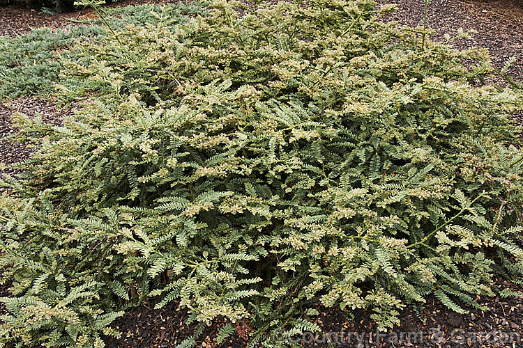 Sequoia sempervirens 'Prostrata', a low, spreading cultivar of the Coast. Redwood, an evergreen conifer from the western United States. After many years 'Prostrata' develops into a mounding hummock of weeping branches. sequoia-2494htm'>Sequoia. Order: Pinales, Family: Cupressaceae