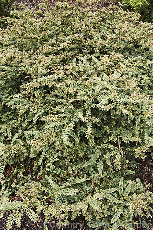 Sequoia sempervirens 'Prostrata', a low, spreading cultivar of the Coast. Redwood, an evergreen conifer from the western United States. After many years 'Prostrata' develops into a mounding hummock of weeping branches. sequoia-2494htm'>Sequoia. Order: Pinales, Family: Cupressaceae