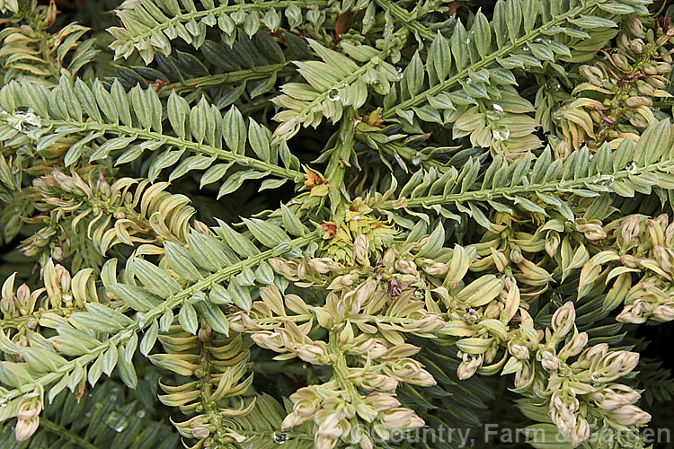The distinctive summer foliage of Sequoia sempervirens 'Prostrata', a low, spreading cultivar of the Coast. Redwood, an evergreen conifer from the western United States. After many years 'Prostrata' develops into a mounding hummock of weeping branches. sequoia-2494htm'>Sequoia. Order: Pinales, Family: Cupressaceae