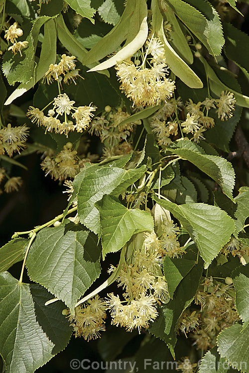 The flowers and summer foliage of the Common or European Lime or Linden (<i>Tilia x vulgaris [Tilia x vulgaris x Tilia platyphyllos]), this 25-40m tall deciduous tree is most likely a hybrid, probably natural, of two Eurasian species. Order: Malvales, Family: Malvaceae