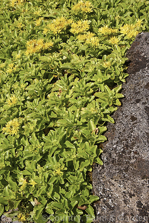 Sedum kamtschaticum subsp. ellacombianum, a subspecies of the Orange Stonecrop, a Japanese herbaceous perennial succulent. It is notable for its yellow flowers and vivid autumn foliage. sedum-2492htm'>Sedum. <a href='crassulaceae-plant-family-photoshtml'>Crassulaceae</a>.