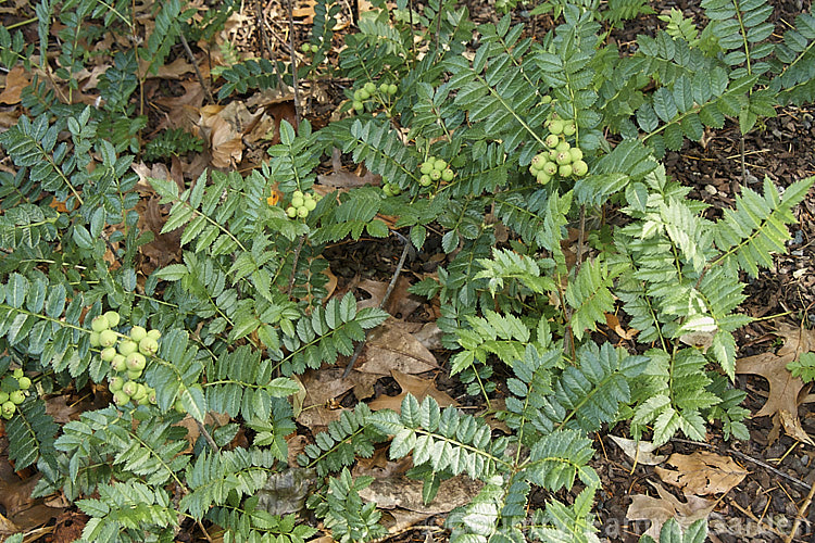 Foliage and ripening fruit of Sorbus reducta, a spreading, suckering, deciduous 30cm-15m high shrub native to western China and Burma. Its small spring-borne heads of tiny white flowers are followed by clusters of equally small carmine-red berries. sorbus-2143htm'>Sorbus.