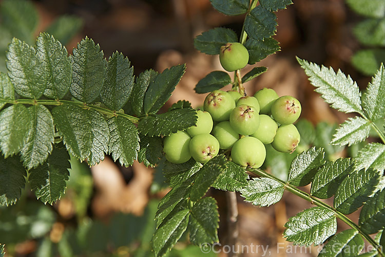 Foliage and ripening fruit of Sorbus reducta, a spreading, suckering, deciduous 30cm-15m high shrub native to western China and Burma. Its small spring-borne heads of tiny white flowers are followed by clusters of equally small carmine-red berries. sorbus-2143htm'>Sorbus.