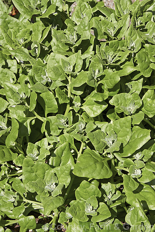 New Zealand Spinach or Warrigal. Greens (<i>Tetragonia tetragonioides [syn. Tetragonia expansa]), a fleshy-leafed short-lived perennial that is cultivated as a summer annual vegetable grown for its edible foliage. Small yellow flowers form in the leaf axils. The plant is native to Australia, New Zealand,Chile and Argentina, and also appears to occur naturally in Japan, where it may have been introduced. tetragonia-3356htm'>Tetragonia. <a href='aizoaceae-plant-family-photoshtml'>Aizoaceae</a>.