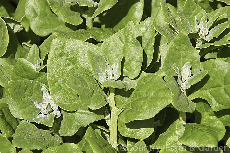 New Zealand Spinach or Warrigal. Greens (<i>Tetragonia tetragonioides [syn. Tetragonia expansa]), a fleshy-leafed short-lived perennial that is cultivated as a summer annual vegetable grown for its edible foliage. Small yellow flowers form in the leaf axils. The plant is native to Australia, New Zealand,Chile and Argentina, and also appears to occur naturally in Japan, where it may have been introduced. tetragonia-3356htm'>Tetragonia. <a href='aizoaceae-plant-family-photoshtml'>Aizoaceae</a>.
