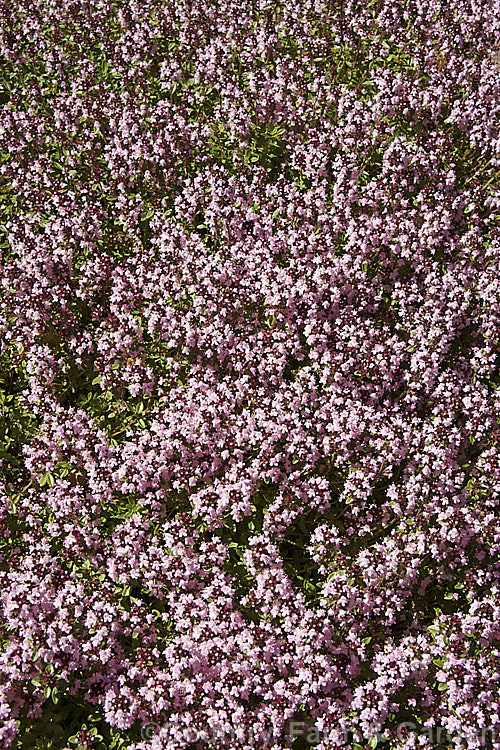 Thymus cilicicus, a spreading perennial or subshrub native to the Middle. East and western Asia. Its flowers appear in summer on stems up to 15cm high. Order: Lamiales, Family: Lamiaceae