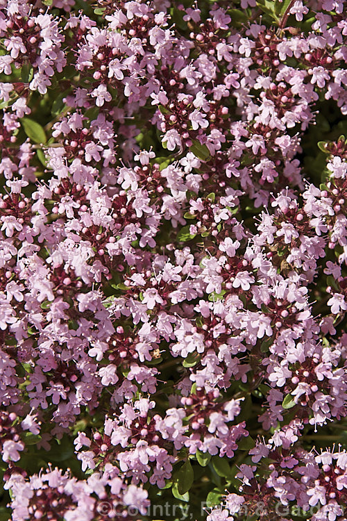 Thymus cilicicus, a spreading perennial or subshrub native to the Middle. East and western Asia. Its flowers appear in summer on stems up to 15cm high. Order: Lamiales, Family: Lamiaceae
